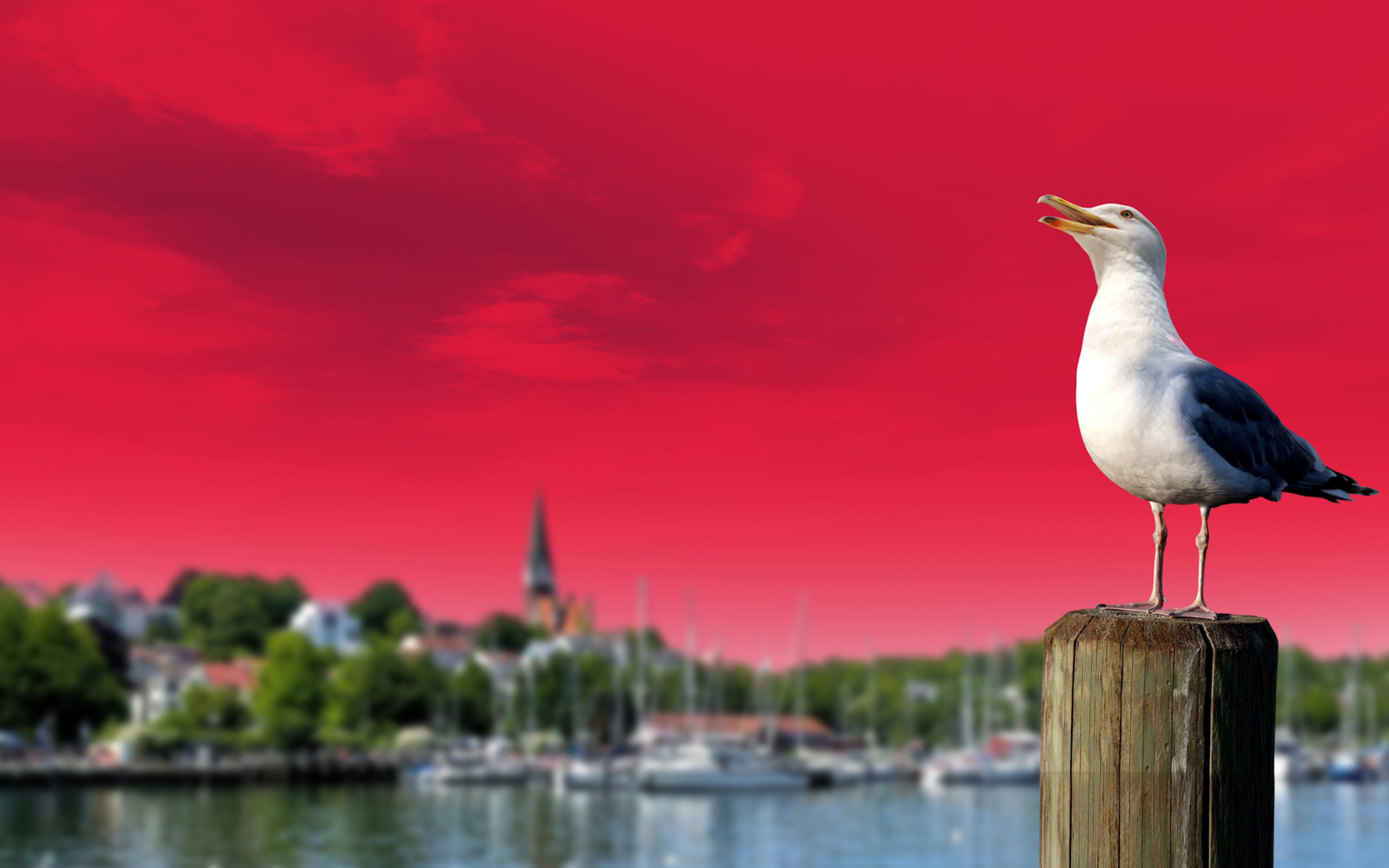 BDO Flensburg Motiv Möwe join BDO moin Zukunft Platz im Norden